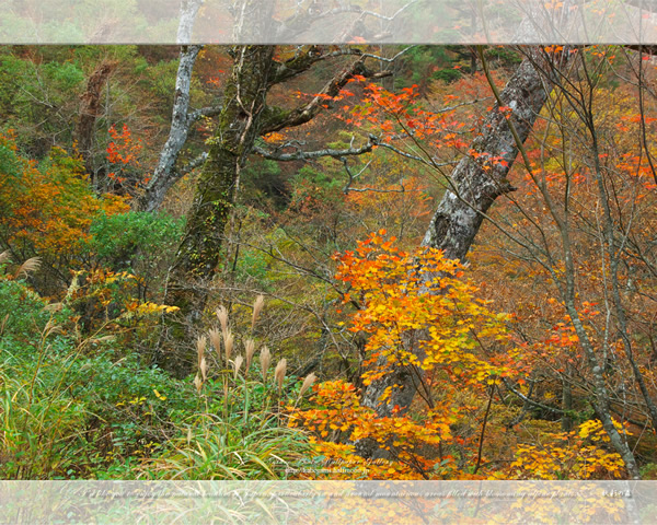 「秋彩の森」の高画質壁紙（1024x768|1280x1024|1366x768|1600x900|1920x1080|2560x1440|1920x1200）