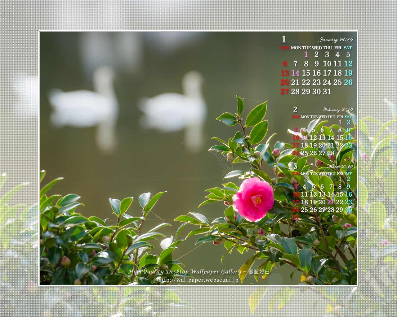 ３ヶ月のカレンダー壁紙［1280x1024］－山茶花と白鳥