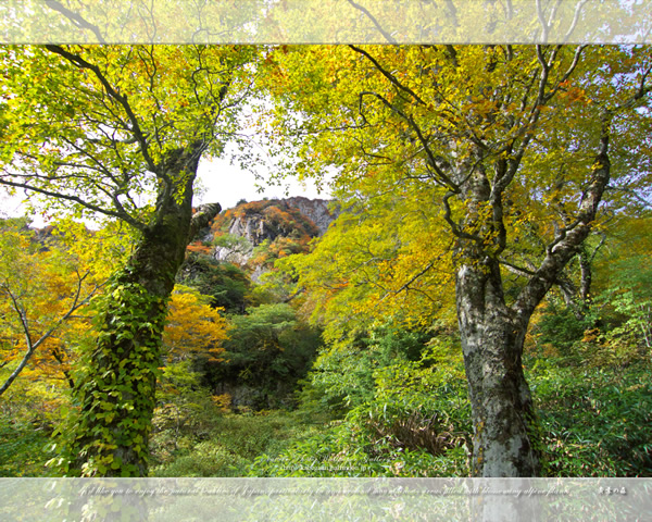 「黄葉の森」の高画質壁紙（1024x768|1280x1024|1366x768|1600x900|1920x1080|2560x1440|1920x1200）