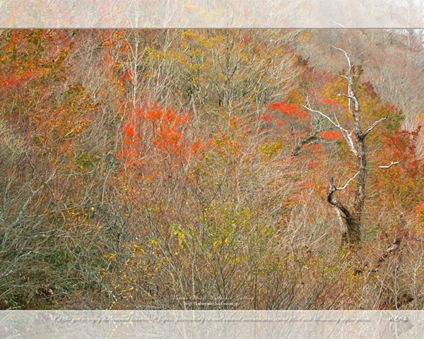 「秋色の森」の高画質壁紙（1024x768|1280x1024|1366x768|1600x900|1920x1080|2560x1440|1920x1200）