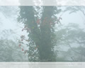 「初秋の森」の高画質壁紙