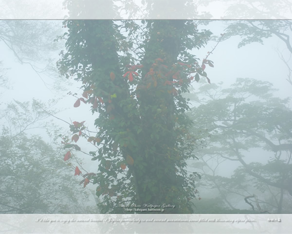 「初秋の森」の高画質壁紙（1024x768|1280x1024|1366x768|1600x900|1920x1080|2560x1440|1920x1200）