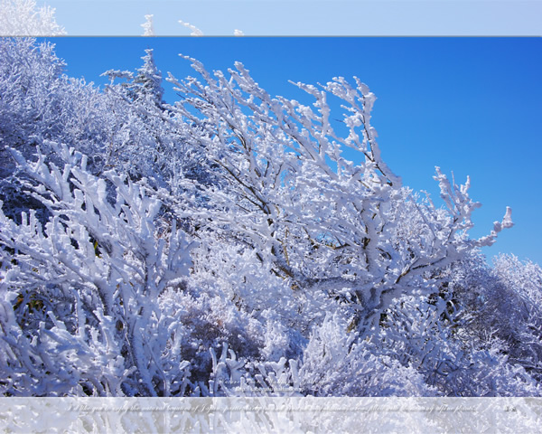 「霧氷と青空」の高画質壁紙（1024x768|1280x1024|1366x768|1600x900|1920x1080|2560x1440|1920x1200）