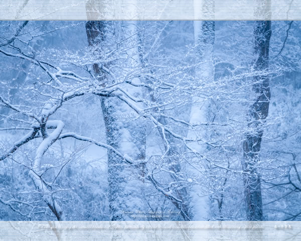 山 森の壁紙 森の冬景色 ネイチャーフォト壁紙館