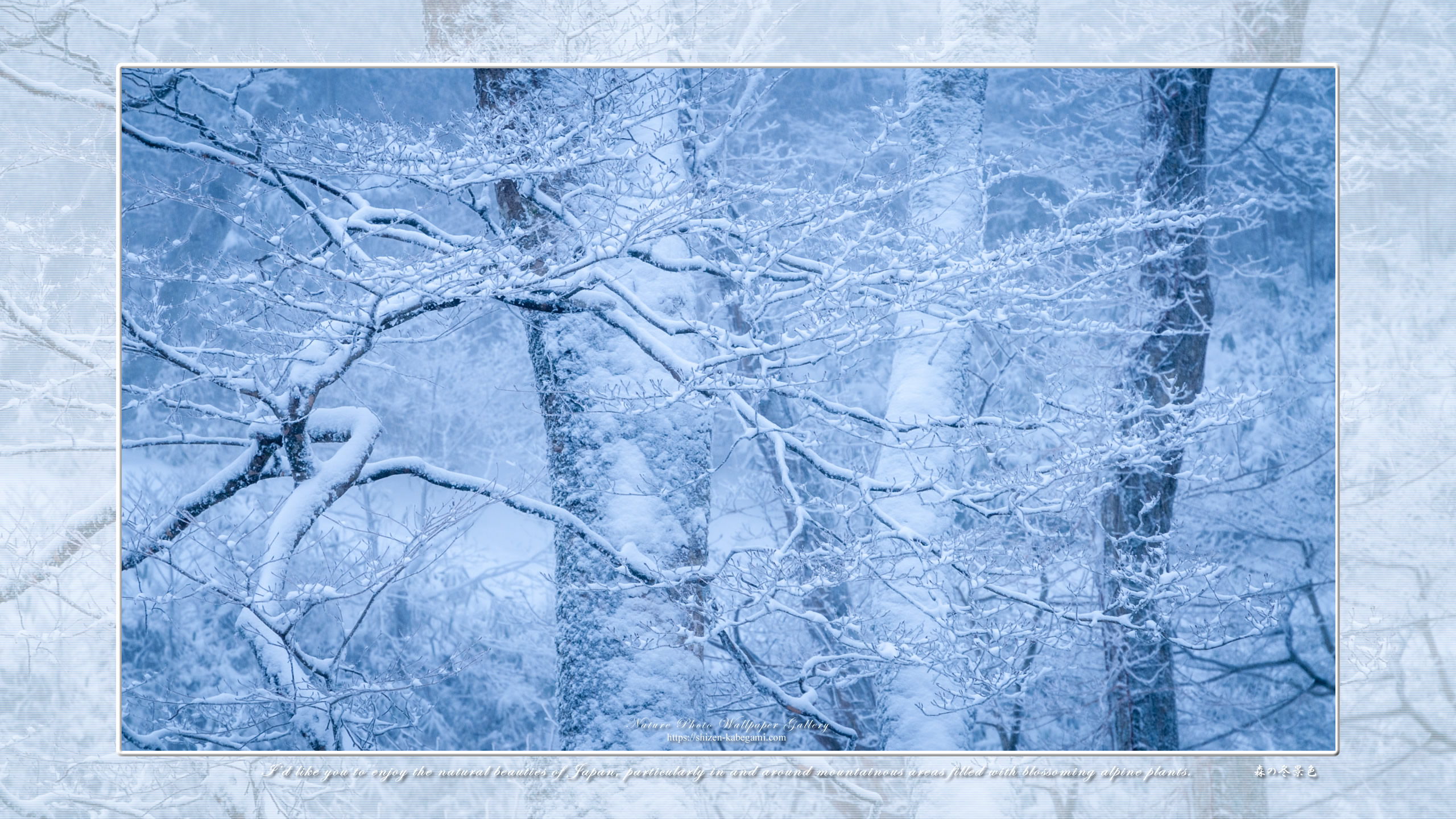 山 森の壁紙 森の冬景色 ネイチャーフォト壁紙館